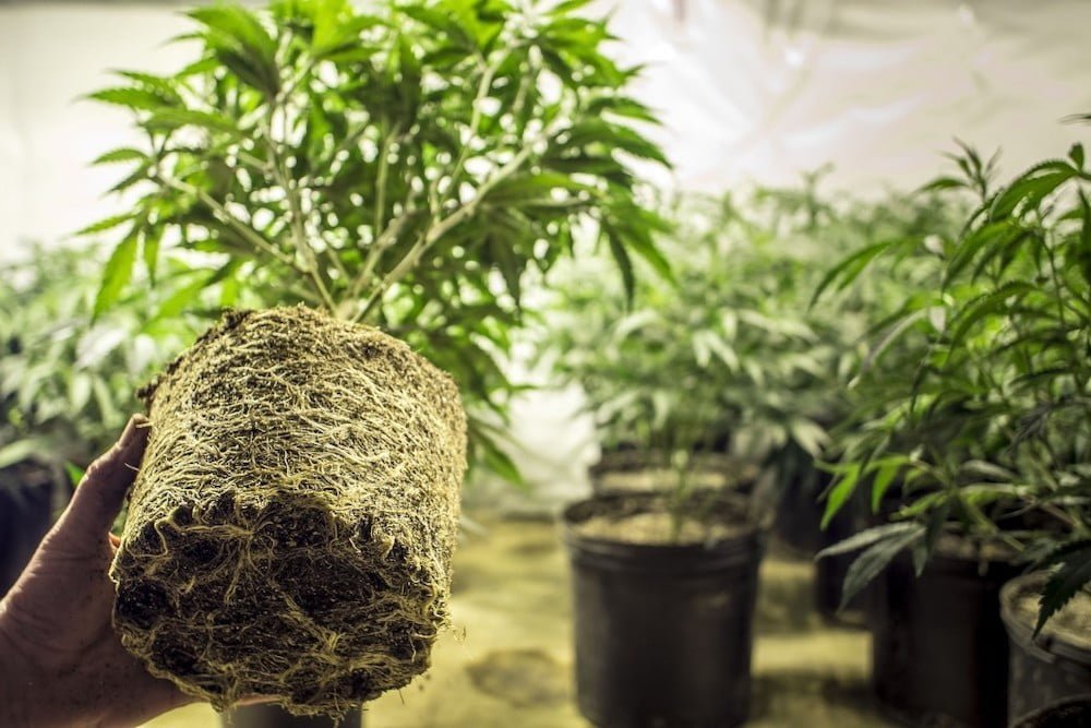 Healthy cannabis roots thriving with microbial booster for soil and coco
