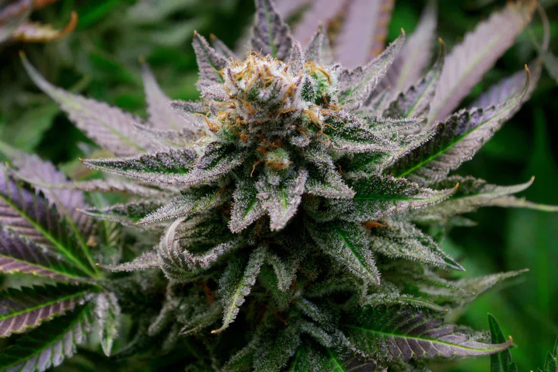 Cannabis buds rich in terpenes from healthy roots